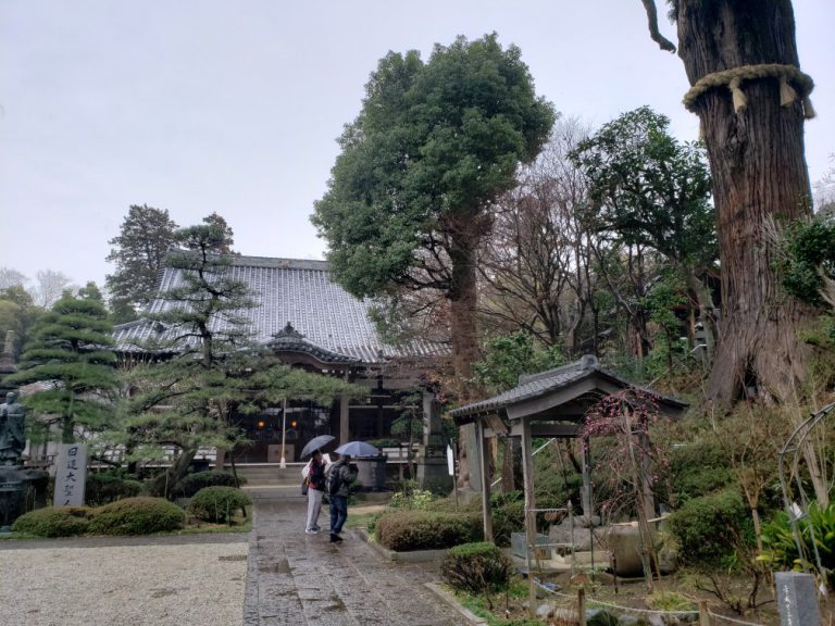 妙照寺と大杉20190303_120043 柏観光プロダクション